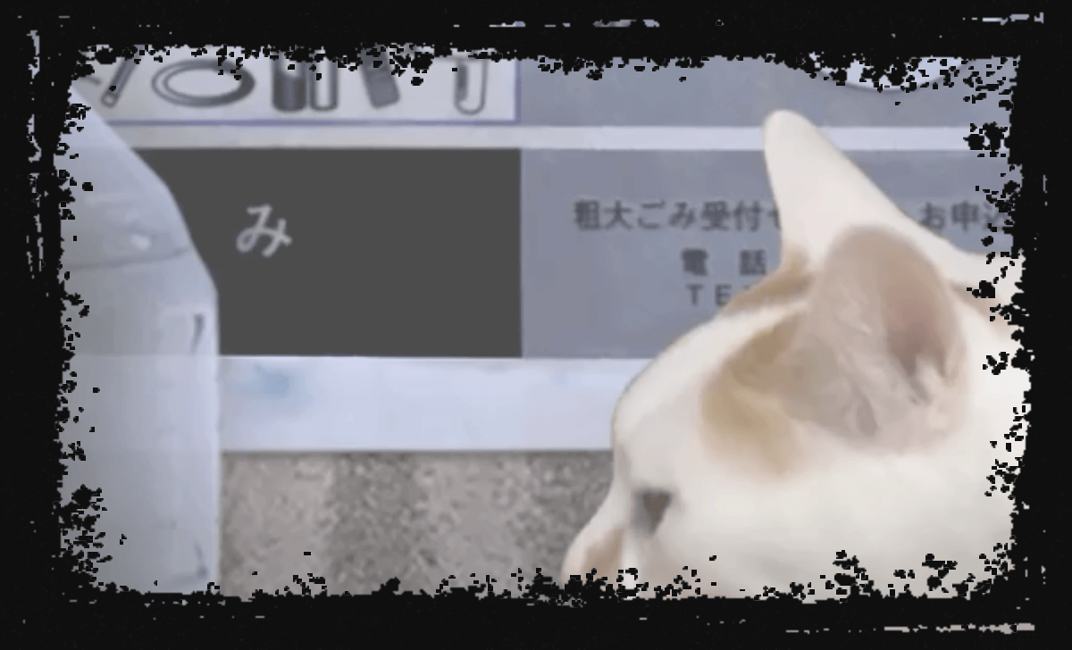 つぐのひ -ねこのひ怪奇譚- あらすじ
